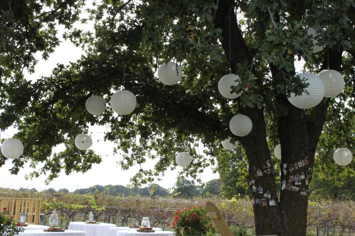 A beautiful glimpse of our vineyard through the boughs of a tree hanging with white wedding decorations.